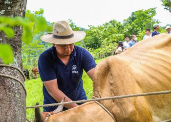 Ministerio de Agricultura inició campaña de vacunación y asistencia veterinaria para 100,000 cabezas de ganado