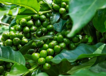 Ministerio de Agricultura renovará parque cafetalero de 7,500 productores
