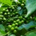 Ministerio de Agricultura renovará parque cafetalero de 7,500 productores