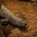 Guatemala intenta evitar la extinción del «Niño Dormido», un lagarto venenoso