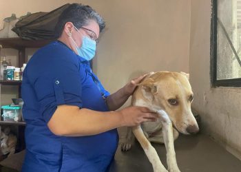Sancionan a universidad por maltrato de canino