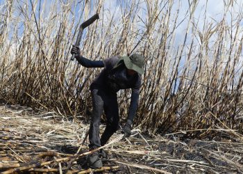 Las exportaciones de azúcar al mundo sumaron $117.1 millones hasta mayo