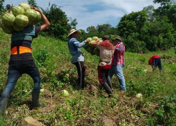 Productores de San Pablo Tacachico apuestan por cultivo sandía