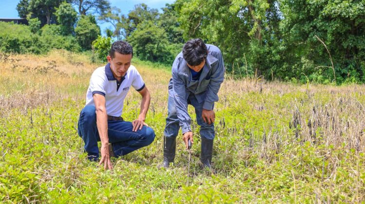 Los agricultores reciben financiamiento y asesoría de parte del BFA para mejorar sus cultivos.