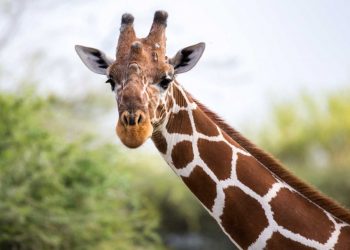 Nacen jirafas gemelas en Kenia