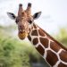 Nacen jirafas gemelas en Kenia