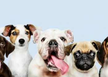 Día Mundial del Perro: la razón por la cual celebramos a nuestro mejor amigo