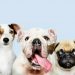 Día Mundial del Perro: la razón por la cual celebramos a nuestro mejor amigo