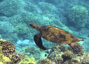 Decenas de tortugas marinas protegidas mueren apuñaladas en Japón