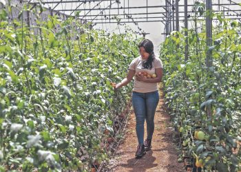 Agricultores cultivan 400 jabas de tomate en San Fernando