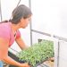 Proyectan sembrar más de un millón de plantines de tomate