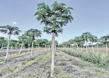 Amexcid y FAO evalúan los resultados de proyectos en oriente
