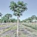 Amexcid y FAO evalúan los resultados de proyectos en oriente