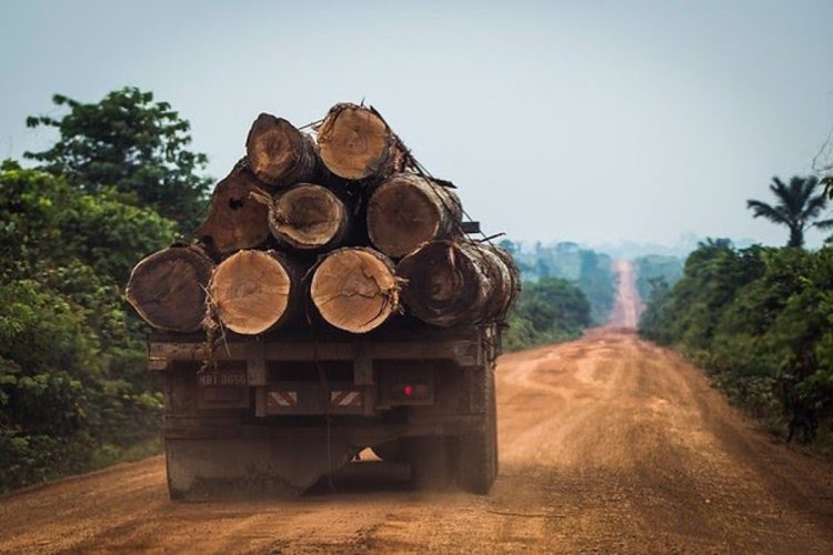 02/08/2019 El Gobierno brasileño intenta desacreditar los datos que denuncian un aumento de la deforestación y no ofrece soluciones concretas
SOCIEDAD 
© BRUNO KELLY / GREENPEACE / BRUNO KELLY/GREENPEAC