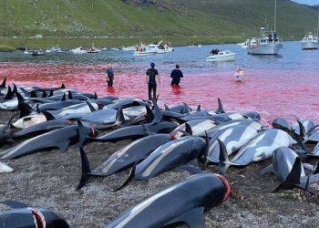 Dinamarca limita la caza de delfines tras polémica en 2021