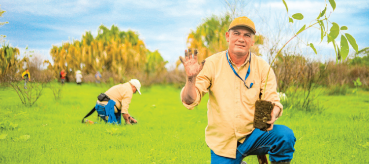 Siembra
La
reforestación
se ha
desarrollado
totalmente en
la fase II.