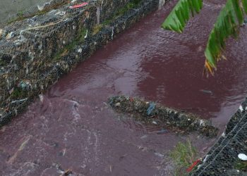 Cuestionan a «periodistas incómodos» por su silencio ante crimen ambiental