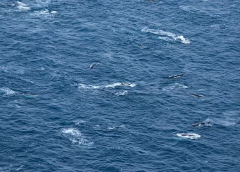 Un centenar de rorcuales vistos en la Antártida