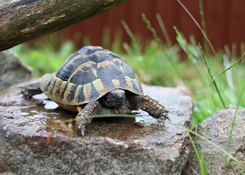 Catar apuesta por los niños para preservar sus tortugas