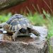 Catar apuesta por los niños para preservar sus tortugas