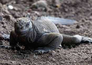 Iguanas se reproducen en isla de Galápagos de donde desaparecieron hace un siglo