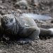 Iguanas se reproducen en isla de Galápagos de donde desaparecieron hace un siglo