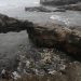 Diecinueve playas siguen contaminadas en Perú tras derrame de crudo de española Repsol
