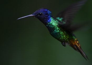 Caracas, «edén» de los colibríes