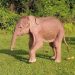 Nace en Birmania un inusual elefante blanco