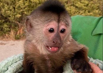 Llaman al 911 desde un zoológico y un mono es el principal sospechoso