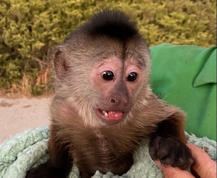 Foto / AFP