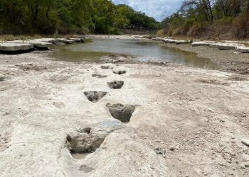 Sequía deja al descubierto huellas de dinosaurios en un parque de Texas