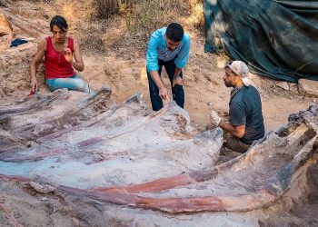 Hallado en Portugal un enorme dinosaurio saurópodo