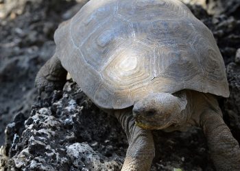 Investigan presunta cacería de tortugas gigantes en Galápagos