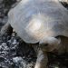 Investigan presunta cacería de tortugas gigantes en Galápagos