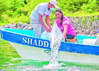 Liberan alevines de tilapias en el lago de Coatepeque