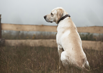 La OMS pide cautela ante transmisión de la viruela del mono de humano a perro en Francia
