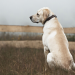 La OMS pide cautela ante transmisión de la viruela del mono de humano a perro en Francia