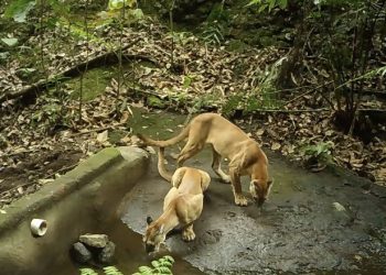 VIDEO: Cámaras del Ministerio de Medio Ambiente captan impresionantes imágenes de un par de pumas en El Salvador