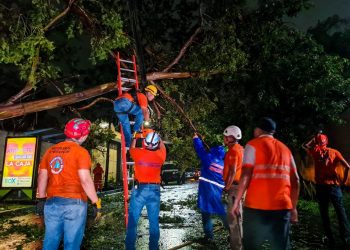 Protección Civil atendió al menos 25 puntos de árboles caídos debido a fuertes lluvias