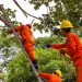 Sistema de Protección Civil desarrolla jornada de mitigación y poda de árboles en San Salvador