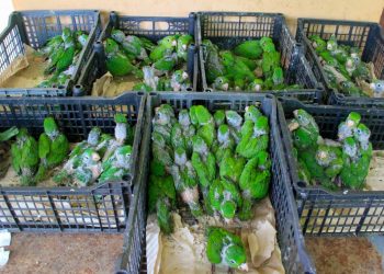 Arrestan a traficantes de animales con más de 100 pericos en condiciones de hacinamiento en La Unión