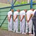 La Policía recaptura 91 pandilleros a la salida de las cárceles tras cumplir condenas