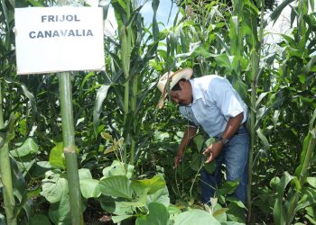 Productores de Tacuba apuestan por fincas agroecológicas