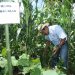 Productores de Tacuba apuestan por fincas agroecológicas