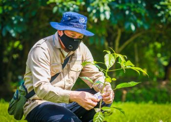 Más de 20,000 hectáreas se han reforestado este año con el programa Árboles para El Salvador