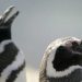 Hallan casi 600 pingüinos muertos en playas de Brasil tras paso de ciclón extra tropical