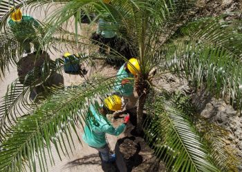 Gobierno inicia siembra de palmeras desde carretera al Puerto de La Libertad hasta Camino a Surf City