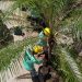 Gobierno inicia siembra de palmeras desde carretera al Puerto de La Libertad hasta Camino a Surf City