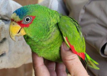 Policía incautó 121 animales silvestres
